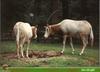 Scimitar-horned Oryx (Oryx dammah)