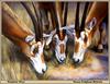 [Animal Art - Susan Fulghum Hyback] Scimitar-horned Oryx herd (Oryx dammah)
