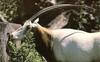 Scimitar-horned Oryx (Oryx dammah)