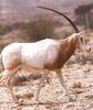 Scimitar-horned Oryx (Oryx dammah)