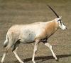 Scimitar-horned Oryx (Oryx dammah)