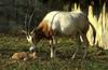 Scimitar-horned Oryx & calf (Oryx dammah)
