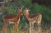 Impala (Aepyceros melampus)