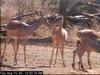 Impala (Aepyceros melampus)