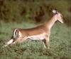 Impala (Aepyceros melampus)