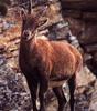 Klipspringer (Oreotragus oreotragus)