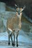 Klipspringer (Oreotragus oreotragus)