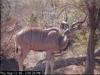 Kudu (Tragelaphus sp.)