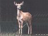 Kudu (Tragelaphus sp.)