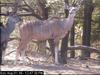 Kudu (Tragelaphus sp.)