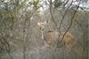 Kudu (Tragelaphus sp.)