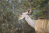 Kudu (Tragelaphus sp.)