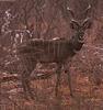 Lesser Kudu (Tragelaphus imberbis)