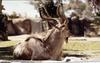 Greater Kudu (Tragelaphus strepsiceros)