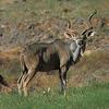 Greater Kudu (Tragelaphus strepsiceros)