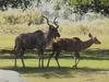 Greater Kudu (Tragelaphus strepsiceros)