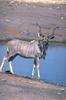 Greater Kudu (Tragelaphus strepsiceros)