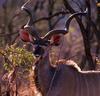 Greater Kudu (Tragelaphus strepsiceros)