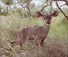 Greater Kudu calf (Tragelaphus strepsiceros)