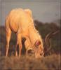 Greater Kudu albino (Tragelaphus strepsiceros)