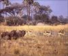 Red Lechwe (Kobus leche)