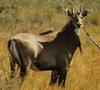 Nilgai (Boselaphus tragocamelus)