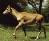 Nilgai (Boselaphus tragocamelus)