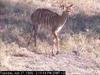 Common Nyala (Tragelaphus angasii)