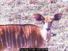 Common Nyala (Tragelaphus angasii)