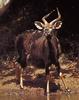 Common Nyala (Tragelaphus angasii)