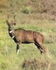 Mountain Nyala (Tragelaphus buxtoni)