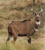 Mountain Nyala (Tragelaphus buxtoni)