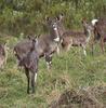 Mountain Nyala (Tragelaphus buxtoni)