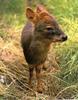 Southern Pudu (Pudu puda)