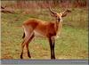 Southern Reedbuck (Redunca arundinum)