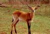 Southern Reedbuck (Redunca arundinum)