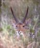 Bohor Reedbuck (Redunca redunca)