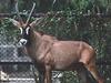 Roan Antelope (Hippotragus equinus)