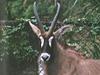 Roan Antelope (Hippotragus equinus)