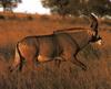 Roan Antelope (Hippotragus equinus)