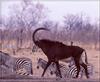 Sable Antelope (Hippotragus niger)