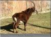 Sable Antelope (Hippotragus niger)