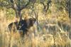 Sable Antelope (Hippotragus niger)