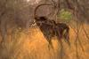 Sable Antelope (Hippotragus niger)