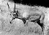 Saiga Antelope (Saiga tatarica)