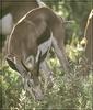 Springbok (Antidorcas marsupialis)