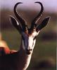 Springbok (Antidorcas marsupialis)