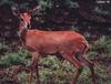 Steenbok (Raphicerus campestris)