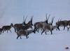 Tibetan Antelope, Chiru (Pantholops hodgsonii)