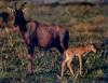 Topi & calf (Damaliscus lunatus)